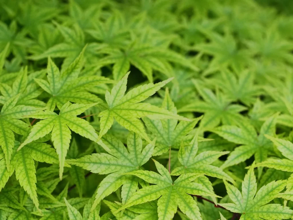 Benefits of Quitting Weed