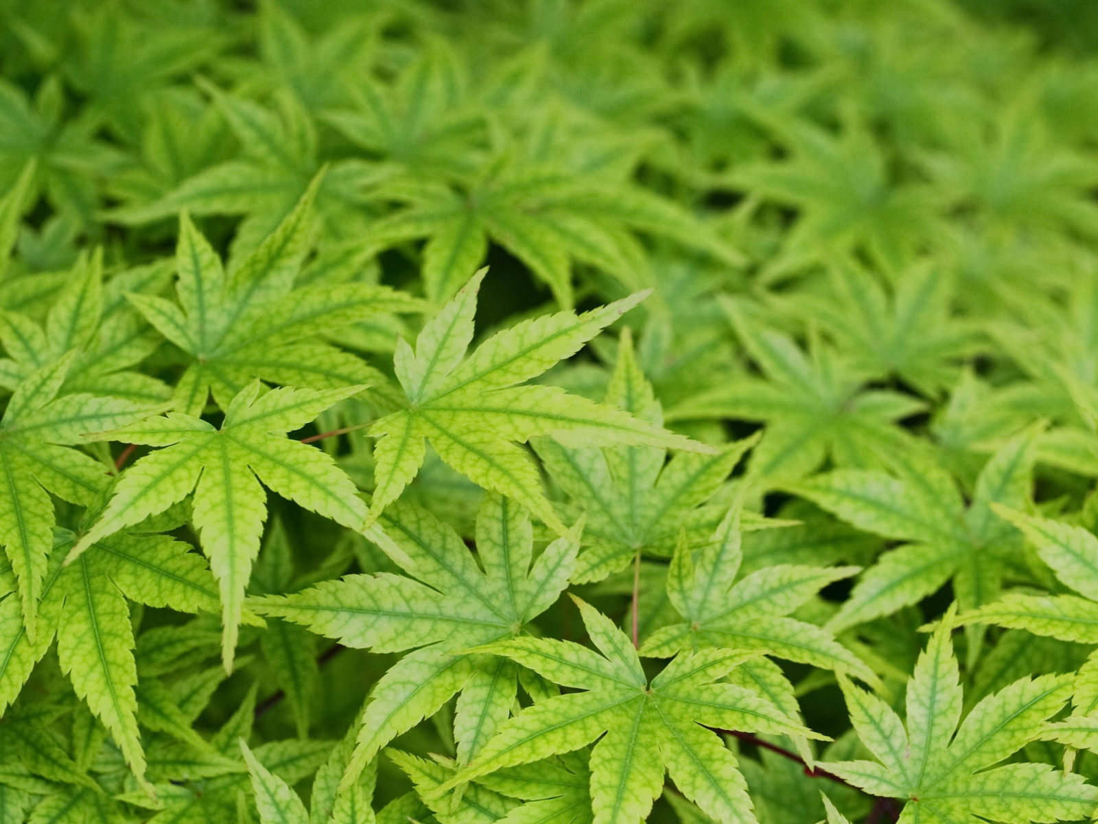 What Are The Benefits of Quitting Weed? Everything You Need To Know